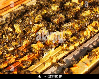 Honig-Biene im Bienenstock Stockfoto