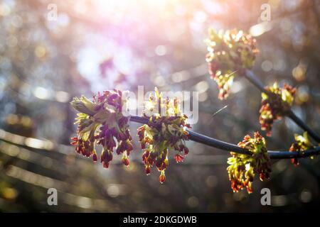 Nahaufnahme Acer negundo Blumen gegen Sonnenschein im Frühling. Selektiver Fokus Stockfoto