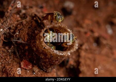 Ausgewachsene Jatai-Bienen der Art Tetragonisca angustula im Makro Anzeigen Stockfoto