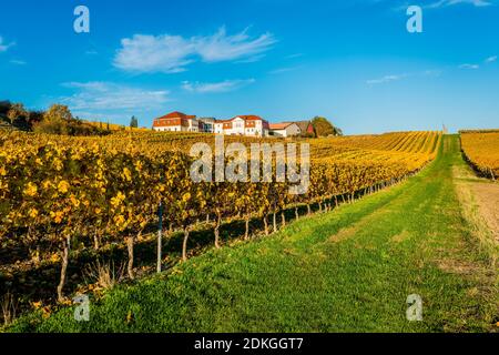 Herbststimmung in Rheinhessen, goldener Oktober in der hügeligen Landschaft bei Vendersheim, Stockfoto