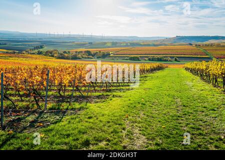 Herbststimmung in Rheinhessen, goldener Oktober in der hügeligen Landschaft bei Vendersheim, Stockfoto