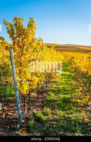 Autumn mood in Rheinhessen, golden October, vineyard near Vendersheim, Stock Photo