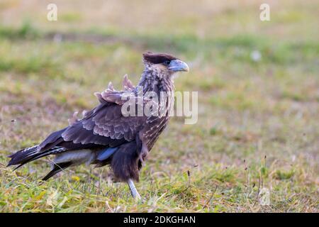 Crested Caracara (Caracara plancus) in Torres del Paine National Park, Chile, Patagonia Stockfoto