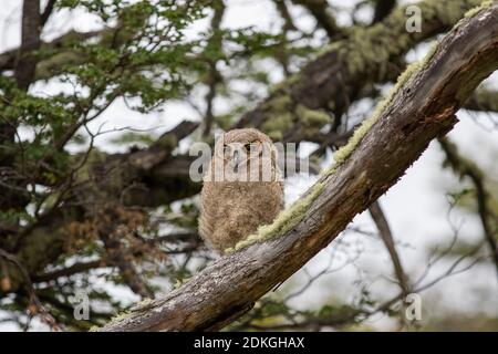 Branch of a Magellanic Eagle Owl looks down from a moss-covered tree in Torres del Paine National Park in Patagonia, Chile Stock Photo