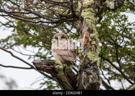 Branch of a Magellanic Eagle Owl looks down from a moss-covered tree in Torres del Paine National Park in Patagonia, Chile Stock Photo