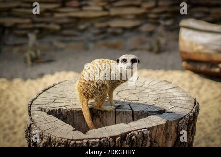 Ein wachsamer Erdmännchen (Suricata suricatta), der die Umgebung in einem Gehege im Zoo beobachtet. Stockfoto