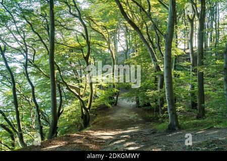 Møns Klint, steile Küste, Wanderweg, Südroute, hoher Buchenwald im Hintergrund Stockfoto