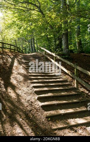 Møns Klint, steile Küste, Wanderweg, südliche Route, hoher Buchenwald Stockfoto