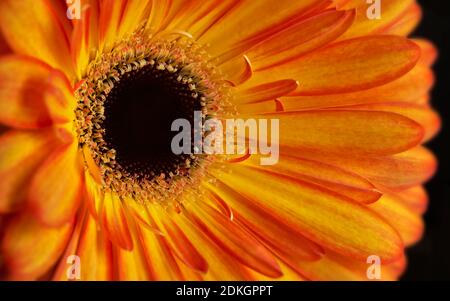 Nahaufnahme der orangefarbenen Gerbera-Blume, die das Staubgefäß zeigt Und Blütenblätter Stockfoto