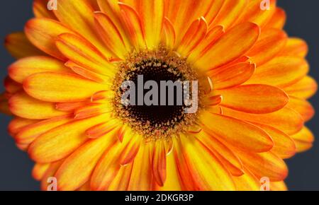 Nahaufnahme der orangefarbenen Gerbera-Blume, die das Staubgefäß zeigt Und Blütenblätter Stockfoto