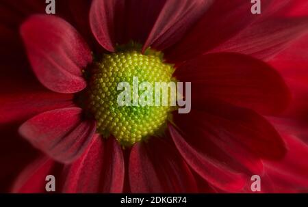 Nahaufnahme der roten Gerbera Blume, die das Staubgefäß zeigt Und Blütenblätter Stockfoto