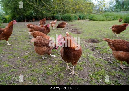 Die Freilandhaltung von Geflügel chicken Farm - freie Strecke hen Farm Stockfoto