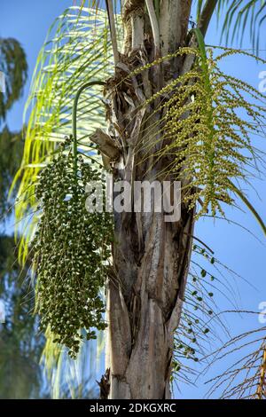 Königin Palme der Art Syagrus romanzoffiana Stockfoto