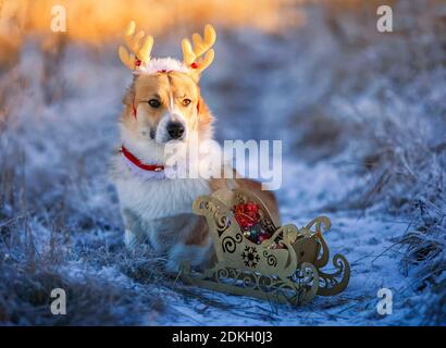 Urlaubskarte mit niedlichem Hund Corgi in Rentierhörnern und Mit einem Weihnachtsschlitten mit Geschenken im Winter sitzen Parken Stockfoto