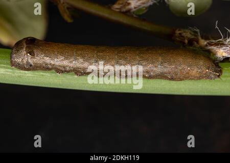 Raupe der Gattung Spodoptera, die ein Schnittlauch-Blatt frisst Die Art Allium schoenoprasum Stockfoto