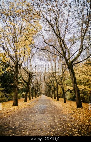 Herbstallee mit silbernen Ahornbäumen, Hauptfriedhof Erfurt Stockfoto