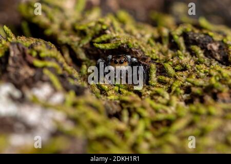 Erwachsene männliche Springspinne der Gattung Corythalia auf einem Stamm gefüllt mit Moos Arten spezialisiert auf Predating Ameisen Stockfoto