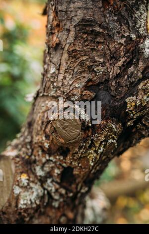 Interface of a tree treated with wound closure, pruning of an apple tree in autumn Stock Photo