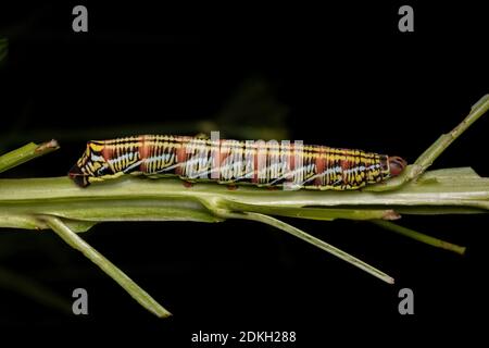 Catterpillar der gebänderten Sphinx Moth der Art Eumorpha fasciatus Eine Pflanze essen Stockfoto