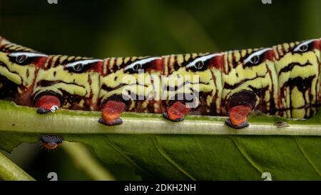 Catterpillar der gebänderten Sphinx Moth der Art Eumorpha fasciatus Eine Pflanze essen Stockfoto