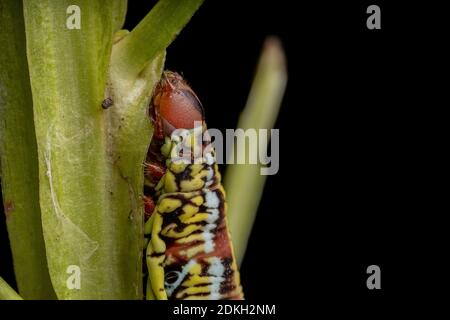 Catterpillar der gebänderten Sphinx Moth der Art Eumorpha fasciatus Eine Pflanze essen Stockfoto