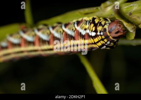 Catterpillar der gebänderten Sphinx Moth der Art Eumorpha fasciatus Eine Pflanze essen Stockfoto