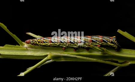 Catterpillar der gebänderten Sphinx Moth der Art Eumorpha fasciatus Eine Pflanze essen Stockfoto