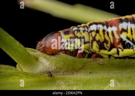 Catterpillar der gebänderten Sphinx Moth der Art Eumorpha fasciatus Eine Pflanze essen Stockfoto