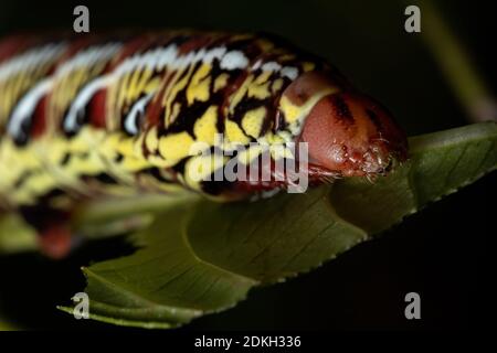 Catterpillar der gebänderten Sphinx Moth der Art Eumorpha fasciatus Eine Pflanze essen Stockfoto