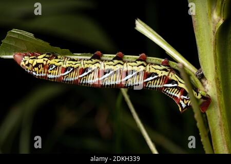 Catterpillar der gebänderten Sphinx Moth der Art Eumorpha fasciatus Eine Pflanze essen Stockfoto