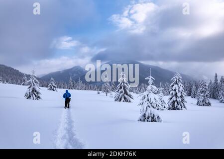 Erstaunliche Landschaft am kalten Wintermorgen. Touristische Aufenthalte auf der mit Schnee bedeckten Wiese gibt es einen ausgetretenen Weg, der in den Wald führt. Pinien in Stockfoto