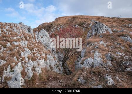 Kurviger Baum mit roten Beeren zwischen zwei felsigen Klippen auf einem Berg im Herbst mit trockenem, goldenem Gras und wolkigem, blauem Himmel Stockfoto