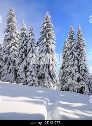 Pinien in den Schneeverwehungen. Erstaunliche Landschaft am kalten Wintermorgen. Auf dem mit Schnee bedeckten Rasen führt ein ausgetretene Pfad zu den Fores Stockfoto