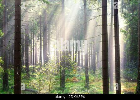 Sonnenstrahlen, Wald, Bäume, Sommer, Braunlage, Harz, Niedersachsen, Deutschland, Europa Stockfoto