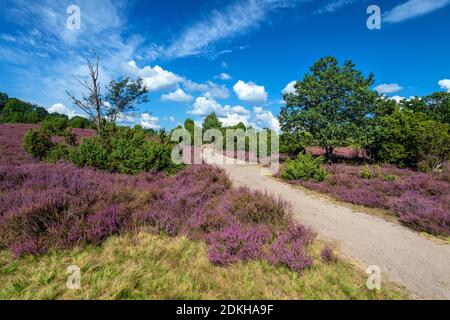 Heide Blüte, Heide, Ansicht, Totengrund, Lüneburger Heide, Niedersachsen, Deutschland, Europa Stockfoto