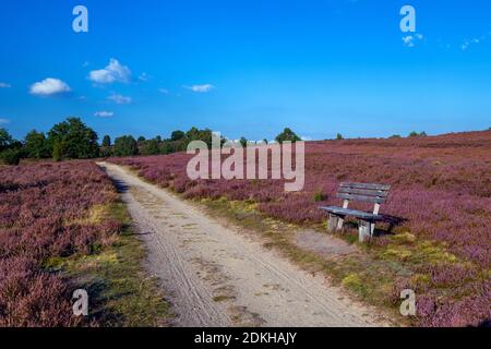 Heide Blüte, Heide, Aussicht, Wilseder Berg, Lüneburger Heide, Niedersachsen, Deutschland, Europa Stockfoto