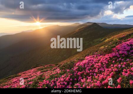 Landschaft des Sonnenuntergangs auf den hohen Bergen. Atemberaubende Frühlingslandschaft. Ein Rasen mit Blumen von rosa Rhododendron bedeckt. Dramatischer Himmel. Die Wiederbelebung von Stockfoto