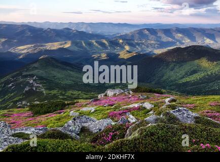 Atemberaubende Berglandschaft im Frühling. Ein Rasen mit Blumen von rosa Rhododendron bedeckt. Natürliche Landschaft mit schönen Himmel. Die Wiederbelebung des Planeten. Stockfoto