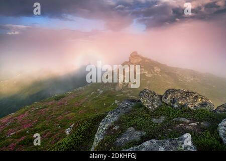 Brocken Specter in der Wiese zwischen den höchsten Bergen, Nebel und rosa Himmel. Atemberaubende Frühlingslandschaft. Ein Rasen mit Blumen von rosa Rhododendro bedeckt Stockfoto