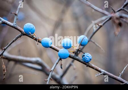Zweig der Dornen mit Beeren in der Natur Stockfoto