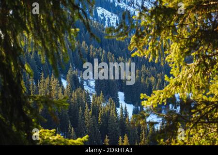Schöner Morgen in den Winterbergen. Winterlandschaft in den Bergen. Blick auf den mit Nadelwald bedeckten Berghang. Kasachstan Stockfoto
