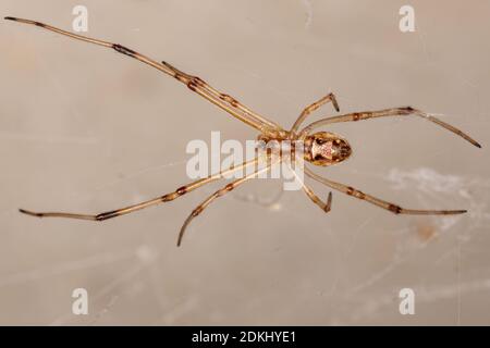 Braune Witwe der Art Latrodectus geometricus Stockfoto