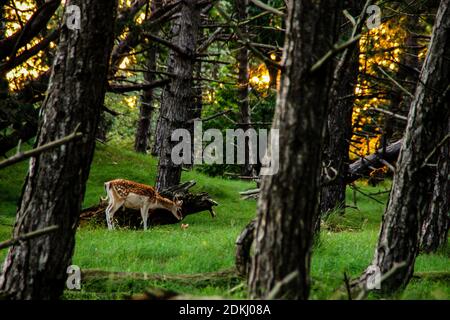 Hirsch im Sonnenuntergang Stockfoto