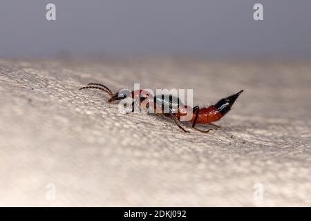 Whiplash Käfer der Gattung Paederus Stockfoto