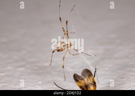 Braune Witwe der Art Latrodectus geometricus Stockfoto