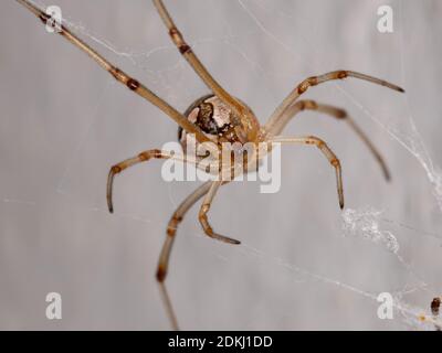 Braune Witwe der Art Latrodectus geometricus Stockfoto