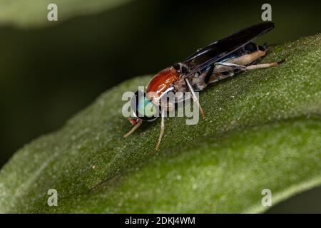 Soldatenfliege der Gattung Sargus Stockfoto