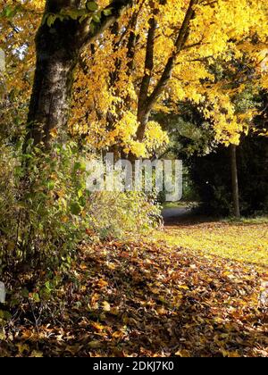 Deutschland, Bayern, Germering, Herbst, Lochholz Park (in der Nähe des Golfplatzes) Stockfoto