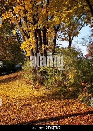 Deutschland, Bayern, Germering, Park Lochholz (in der Nähe des Golfplatzes), Herbst, Laubfarbe Stockfoto