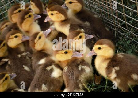 Kleine Enten in einem Käfig. Viele flauschige Enten dicht beieinander Stockfoto